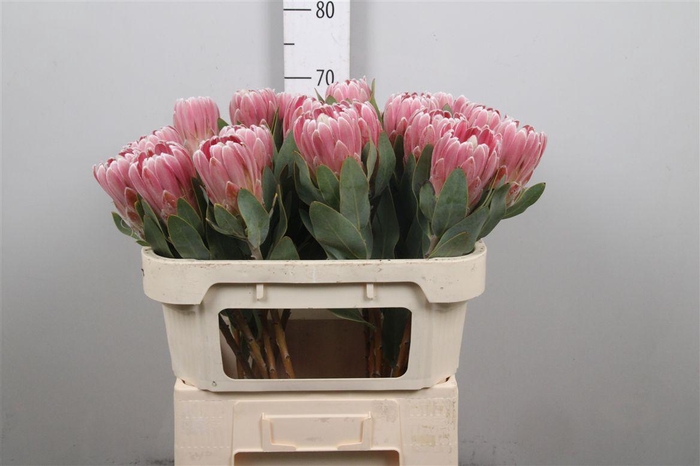<h4>Protea Penny Pink</h4>