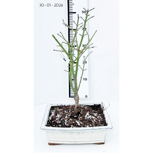 Acer palmatum Jerre Schwarz, pot 26cm.