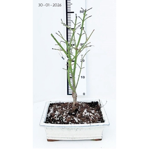 Acer palmatum Jerre Schwarz, pot 26cm.