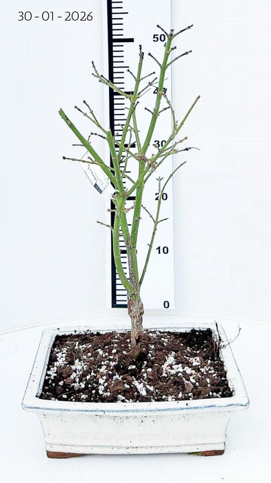 <h4>Acer palmatum Jerre Schwarz, pot 26cm.</h4>