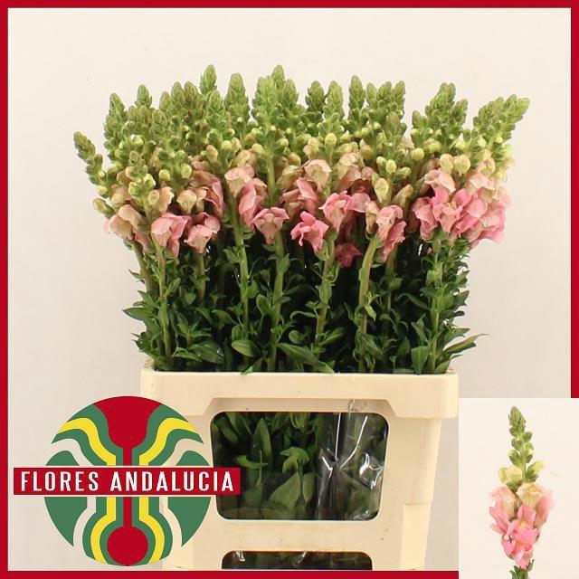 <h4>ANTIR POTO PINK</h4>