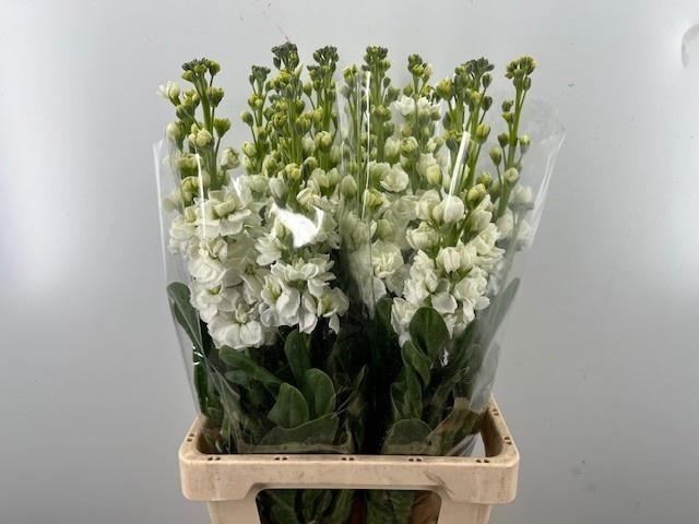 <h4>MATTH IRON WHITE</h4>