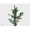 Buxus Green Per Bunch