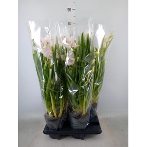 Cymbidium   ...