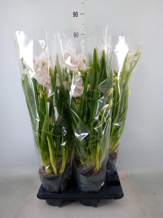 <h4>Cymbidium   ...</h4>