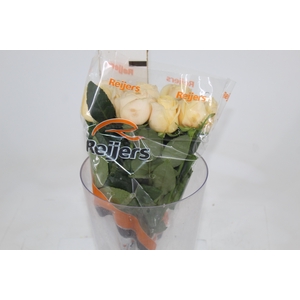 ROSA GARDEN LONDON BRIDGE 040 CM