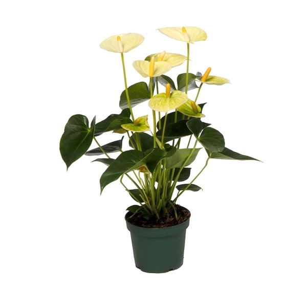 Anthurium Vanilla 12cm