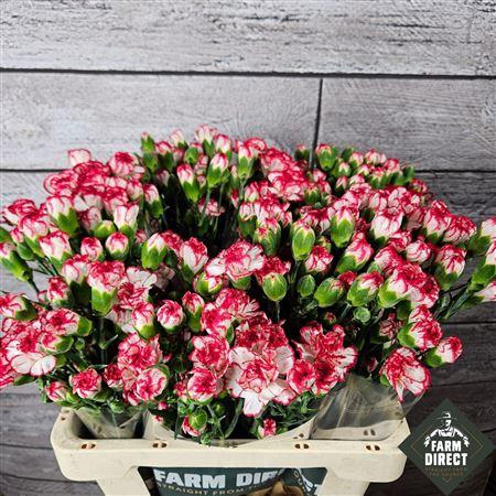 <h4>Di Tr Minuetto</h4>