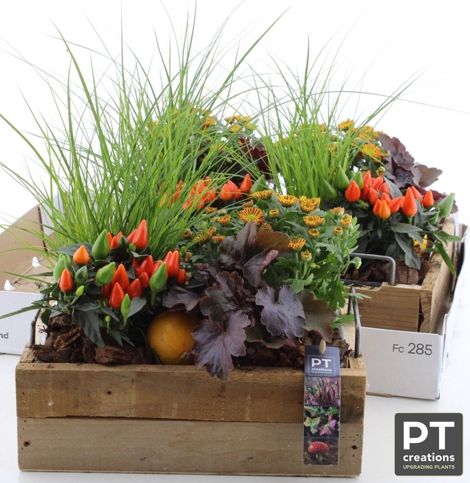 <h4>ARR TUINPLANTEN</h4>
