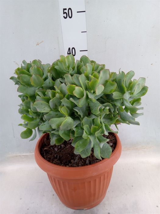 <h4>Crassula arborescens subsp. undilat</h4>