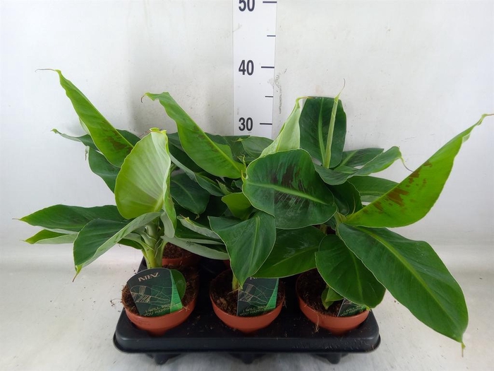 <h4>Musa  'Tropicana'</h4>