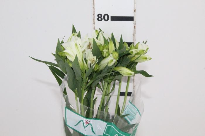 <h4>ALSTROEMERIA AKEMI 080 CM</h4>