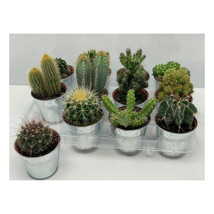 <h4>CACTUS GEM</h4>