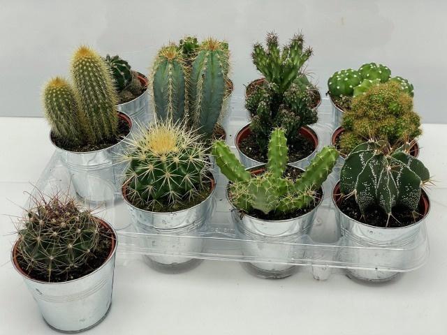 <h4>CACTUS GEM</h4>