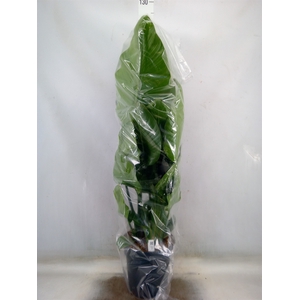 Strelitzia nicolai