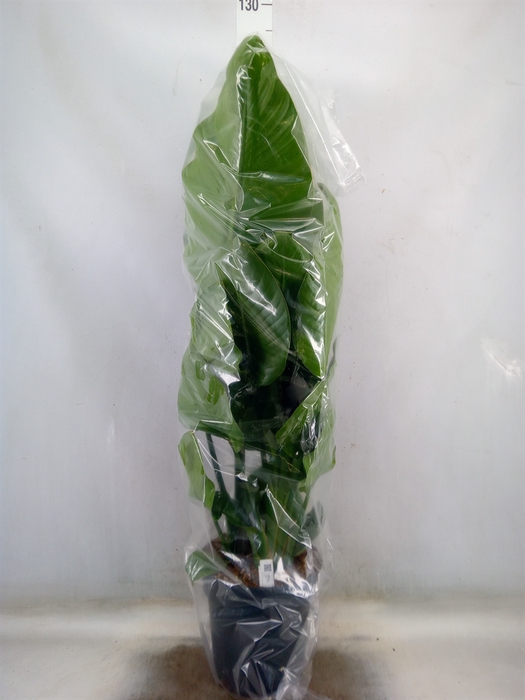 <h4>Strelitzia nicolai</h4>