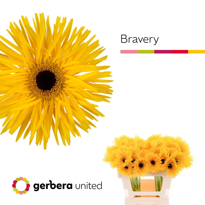 <h4>Gerbera Spider Bravery Water x40</h4>