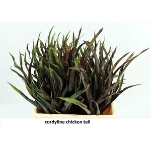 Cordyline Chicken Tail 50cm