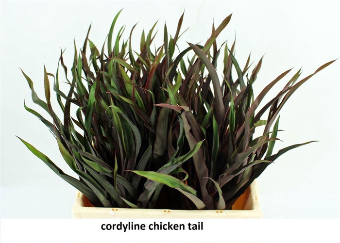 <h4>Cordyline Chicken Tail 50cm</h4>