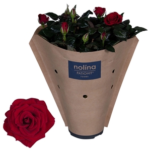 Nolina Roses Ø 13 cm Red Paper sleeve