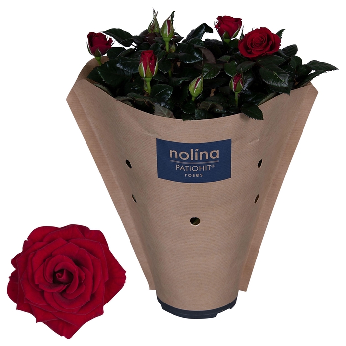 <h4>Nolina Roses Ø 13 cm Red Paper sleeve</h4>
