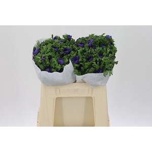 Anem Co Levante Blue