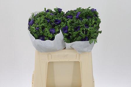 <h4>Anemone Co Levante Blue</h4>