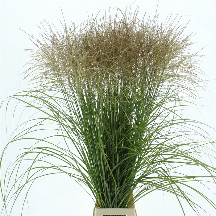 <h4>Miscanthus White</h4>