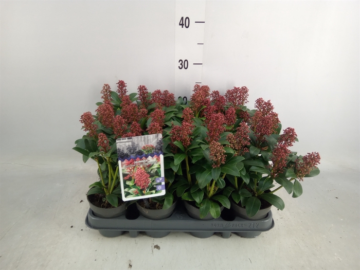 <h4>Skimmia jap.</h4>