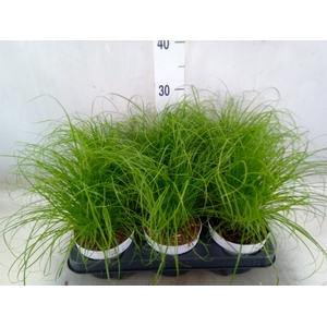 Cyperus alternifolius 'Zumula'