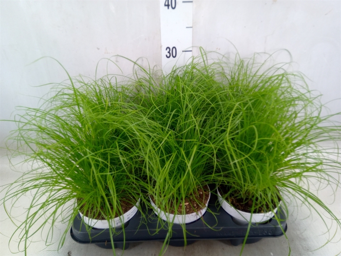 <h4>Cyperus alternifolius 'Zumula'</h4>