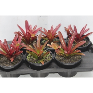 NEOREGELIA FIRE BALL P15
