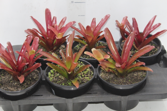 <h4>NEOREGELIA FIRE BALL P15</h4>