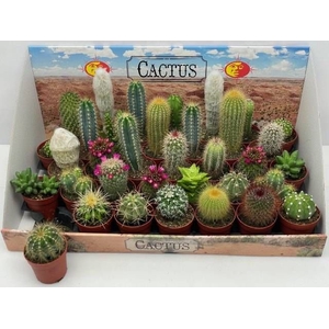 CACTUS GEM