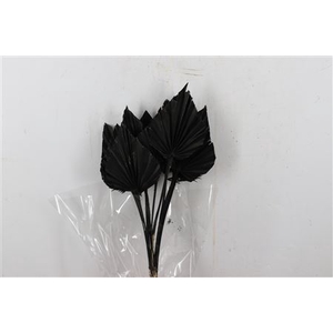 DRY PALM SPEAR MED 5PC BLACK BUNC