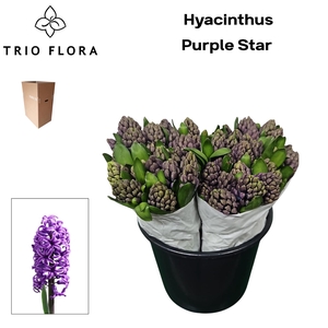 HYAC PURPLE STAR Aqua Box 50