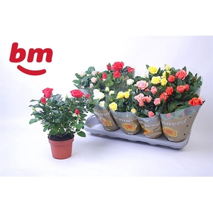 Rosa Beau Monde gemengd