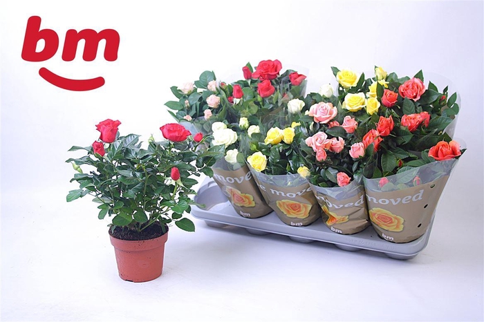 <h4>Rosa Beau Monde gemengd 6 soorten</h4>