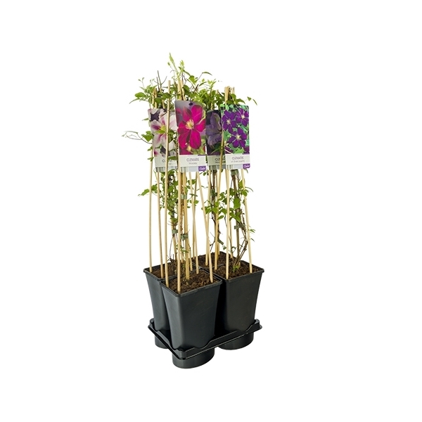 <h4>Mixtray Clematis +light label</h4>