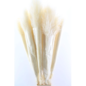Dried Cortaderia Lao Grass White Super P Stem