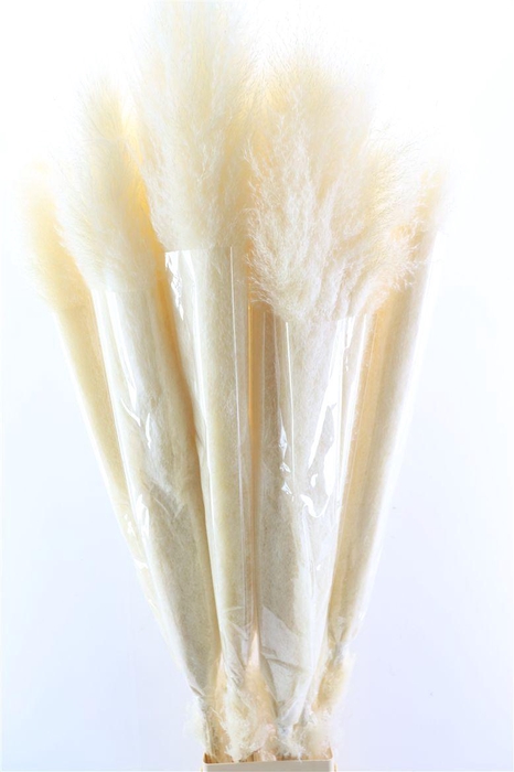 <h4>Dried Cortaderia Lao Grass White Super P Stem</h4>