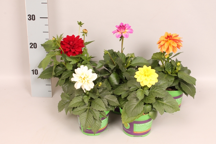 <h4>Dahlia divers</h4>