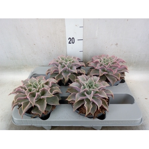 Echeveria   ...