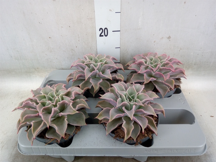 <h4>Echeveria   ...</h4>