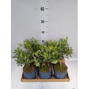 Arr.   Tuinplanten L%