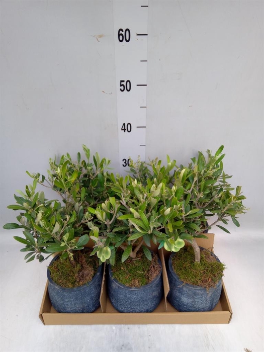 <h4>Arr. Tuinplanten L%</h4>