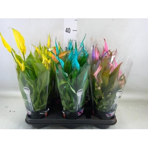 Spathiphyllum  'Chopin'