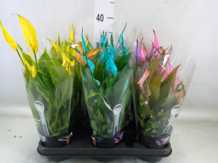 <h4>Spathiphyllum 'Chopin'</h4>