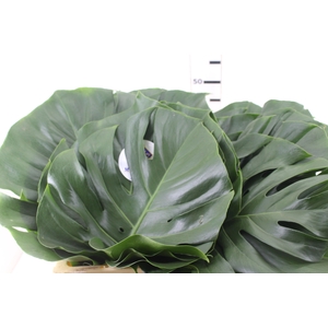 FOLHAGEM MONSTERA DELICIOSA 030 CM