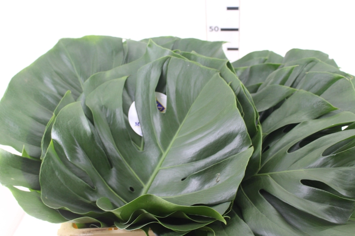 <h4>FOLHAGEM MONSTERA DELICIOSA 030 CM</h4>